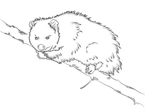 Virginia Opossum Sits On A Tree  Coloring Page